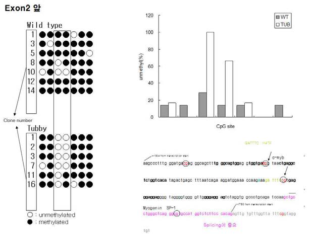 유전자 OOOOO의 exon2 앞 CG methylation 측정.