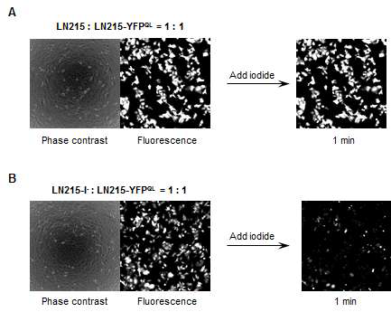 HTS-compatible gap junction assay. B는 LN215-I- donor 세포와 LN215-YFPQL acceptor 세포를 함께 배양한 경우, iodide를 첨가하면 1분 후 형광이 감소하는 것을 보여줌.