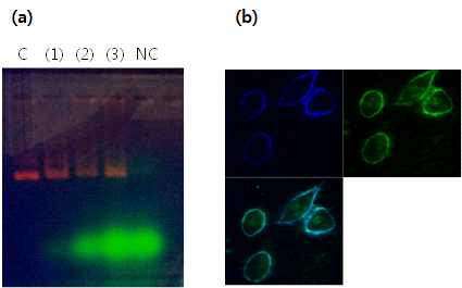 형광표지된 싸이클로덱스트린의 (a) 전기영동실 험과 (b) 공초점 형광이미징