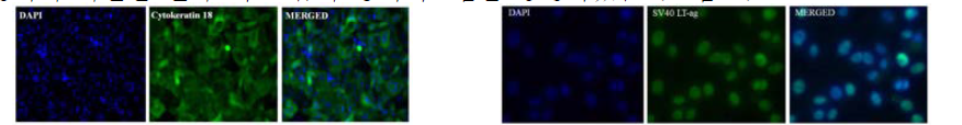 KU-CBE 세포의 세포질 내에서 상피세포 marker인 cytokeratin 18 확인 및 핵내에서 immotality marker인 SV40 LT-ag 발현 확인