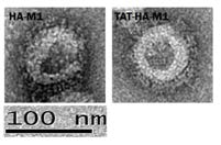 (좌). 정제된 개 인플루엔자 바이러스 VLP 형태.