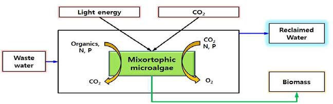 Mixotrophic microalgae를 이용한 하폐수 고도처리 개념도