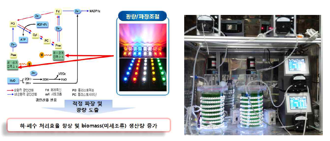 미세조류를 이용한 하폐수 고도처리의 기본 개념 및 Semi-continuous 시스템과 continuous 시스템