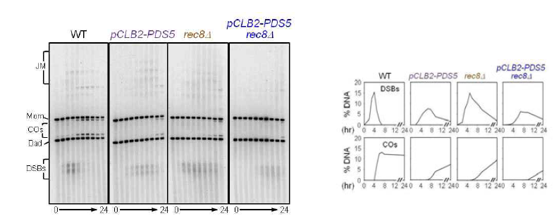 일차원 젤을 통한 physical DNA 분석과 각각의 시간 때에 따른 DSBs와 COs의 정량 값.