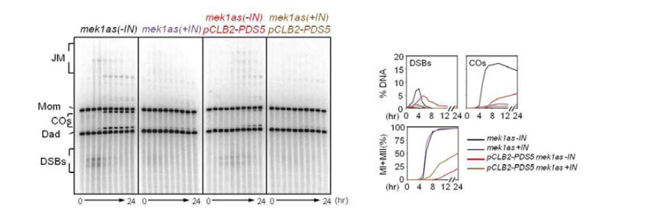 gel 분석결과 및 DSBs, COs 정량 그리고, meiotic division을 나타 냄.