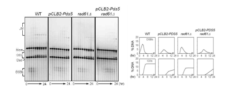 각각의 strain 에 대한 1D gel 분석 및 정량.