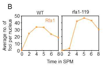 감수분열 과정의 각 시간대별 Rfa1 단백질의 세포 내 foci 개수