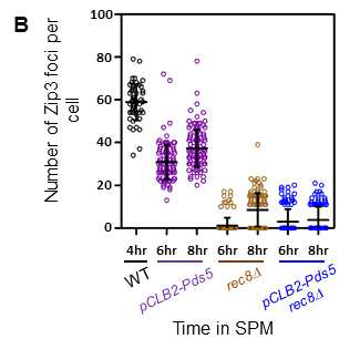 감수분열 과정 중 야생형, pCLB2-Pds5, rec8Δ, 그리고 pCLB2-Pds5, rec8Δ에서 Zip3 단백 질의 최댓값을 표시한 그래프.