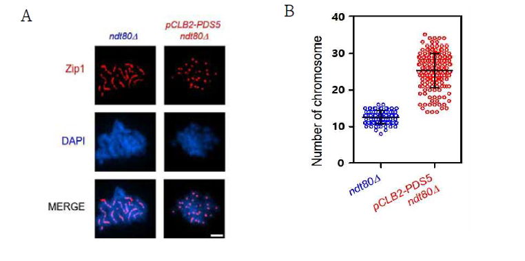 (A) Control과 pCLB2-pds5의 ZIP1과 핵을 염색하여 현미경을 통해 확인 (B) ndt80D strain(파랑) 과 pCLB2-pds5 ndt80D strain(빨강)의 염색체 수