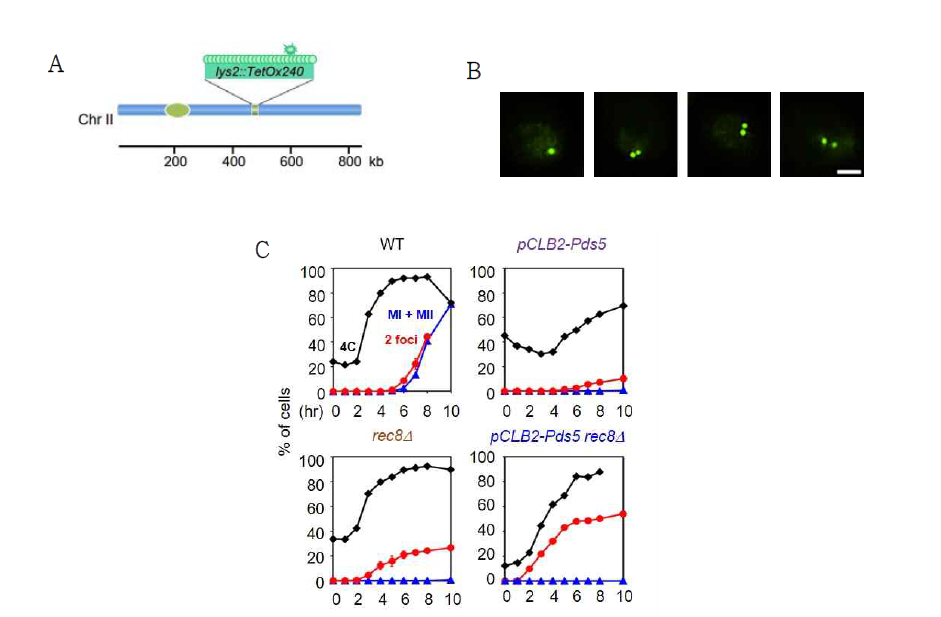 (A) 염색체 2번에 TetO/tetR-GFP system을 나타낸 모식도 (B) 하나의 핵 안에 2개의 foci를 형광 현미경으로 관찰 (크기 2.5um) (C) 시간에 따른 division(파랑), replication(검정), 2foci(빨강)의 결과