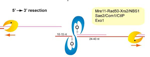 Spo11 catalized DSB와 nuclease reaction