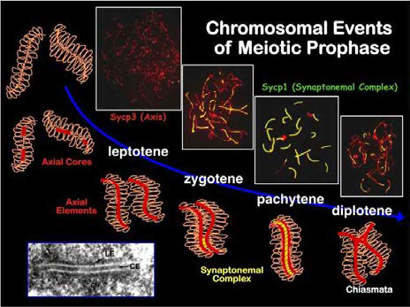 모델효모 생식세포분열 단계의 염색체 구조변화