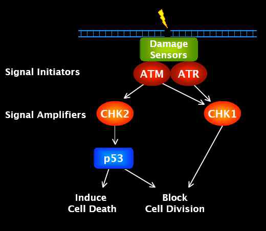 DNA 손상　회복을 위한 진핵세포의 ATM ＆　ATR 의 신호전달　과정