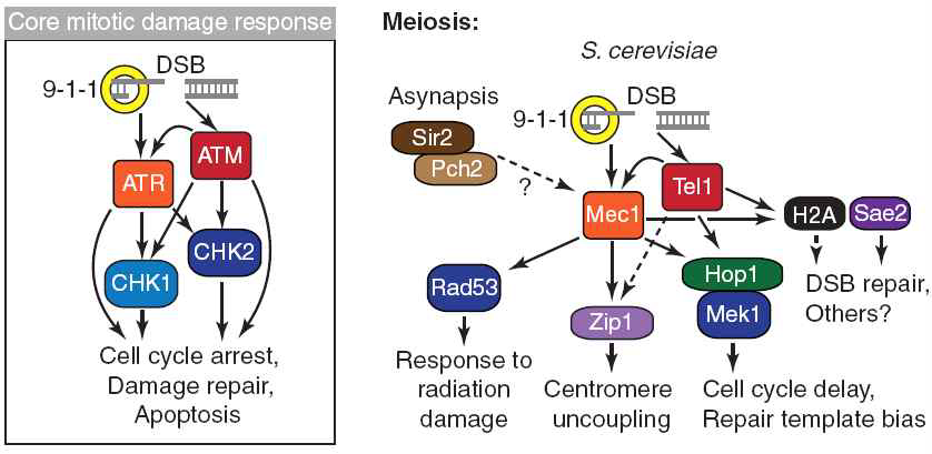 ATM & ATR kinase의 생식세포 분열시 신호전달