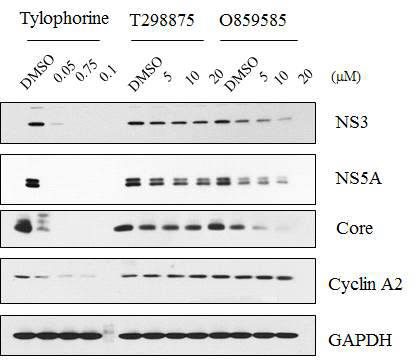 Tylophorine과 그 유사체들에 의한 C형간염바이러스의 단백질 변화