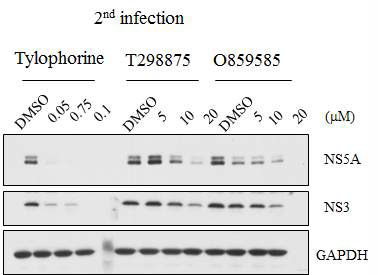 Tylophorine과 그 유사체들을 처리한 간세포에서 방출된 바이러스의 증식