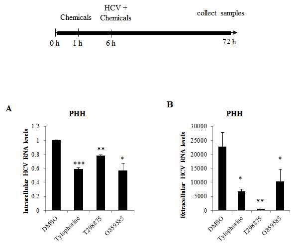 Primary Human Hepatocyte에서 조사한 항바이러스 효과