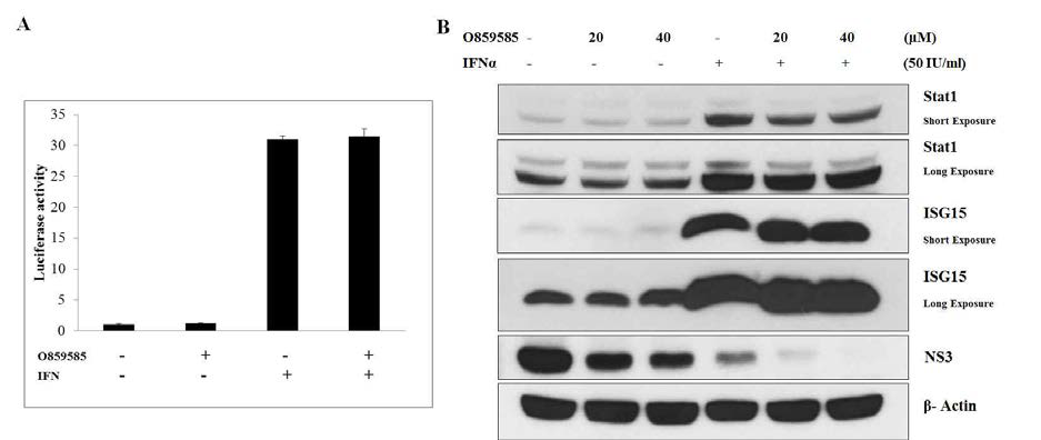 O859585는 간세포의 IFN 신호전달계에는 영향을 미치지 않음