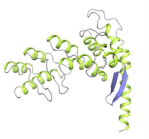 AnkJ 단백질 구조