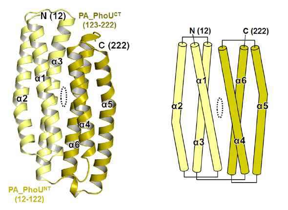 P. aeruginosa PhoU monomer 구조