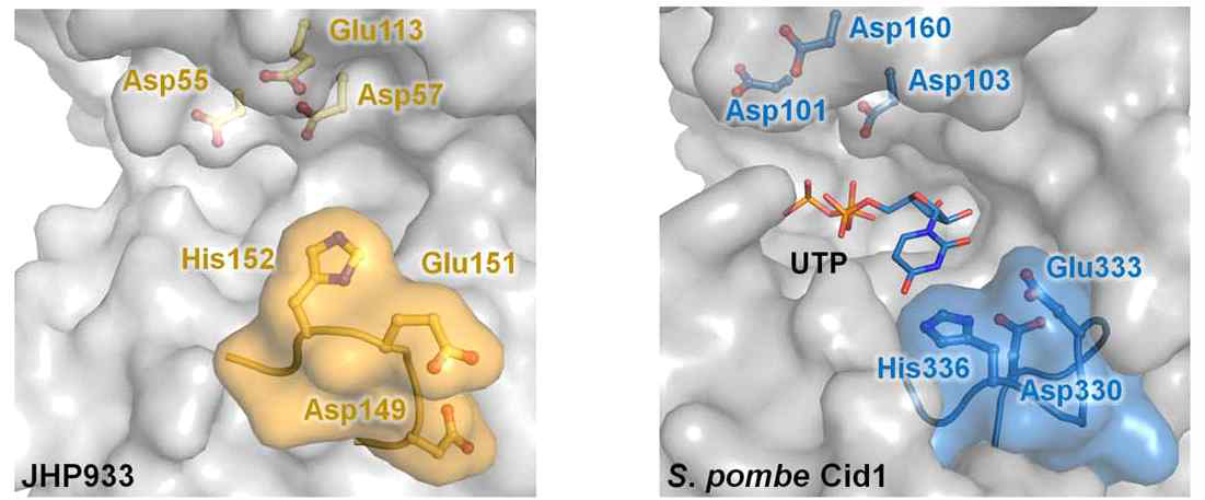 JHP933과 S. pombe Cid1의 uridine 결합에 중요한 핵심잔기 비교