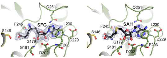 (좌)SFG- 및 (우) SAH- 결합 부위