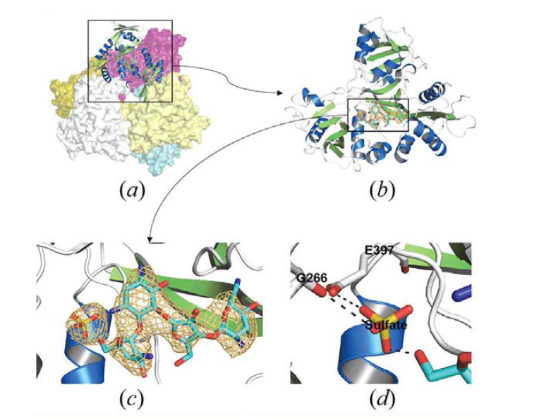 Paromomycin 결합 Msm Eis 단백질 삼차원 구조