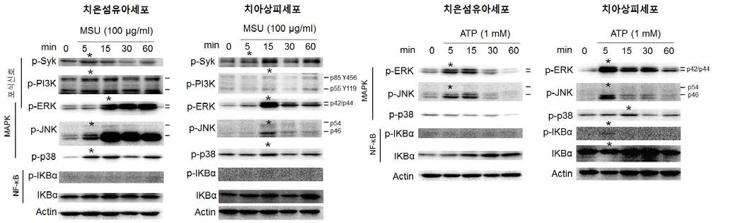 치주상주세포에서 MSU와 ATP에 의한 포식관련 신호, MAPK, NF-κB 활성