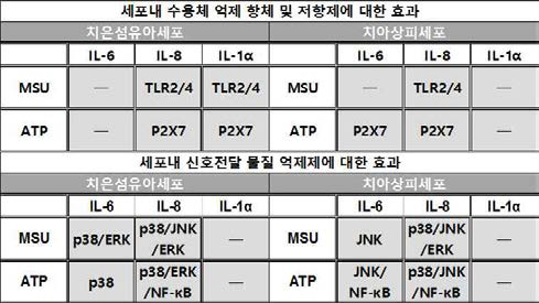 치주상주세포에서 MSU와 ATP 자극 시 유도되는 염증인자와 관련된 수용체와 신호전달물질