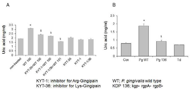 P. gingivalis의 proteases인 gingipains에 의한 uric acid 방출.