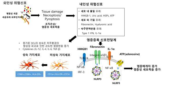 병원성 세균감염에 의한 내인성 위험신호 증가와 염증증폭과정