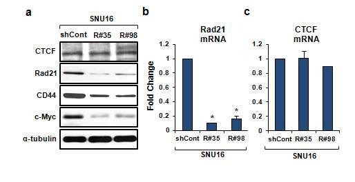 Stable하게 유지되는 Rad21-Knockdown SNU16 세포주 구축