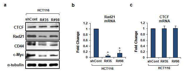Stable하게 유지되는 Rad21-Knockdown HCT116 세포주 구축