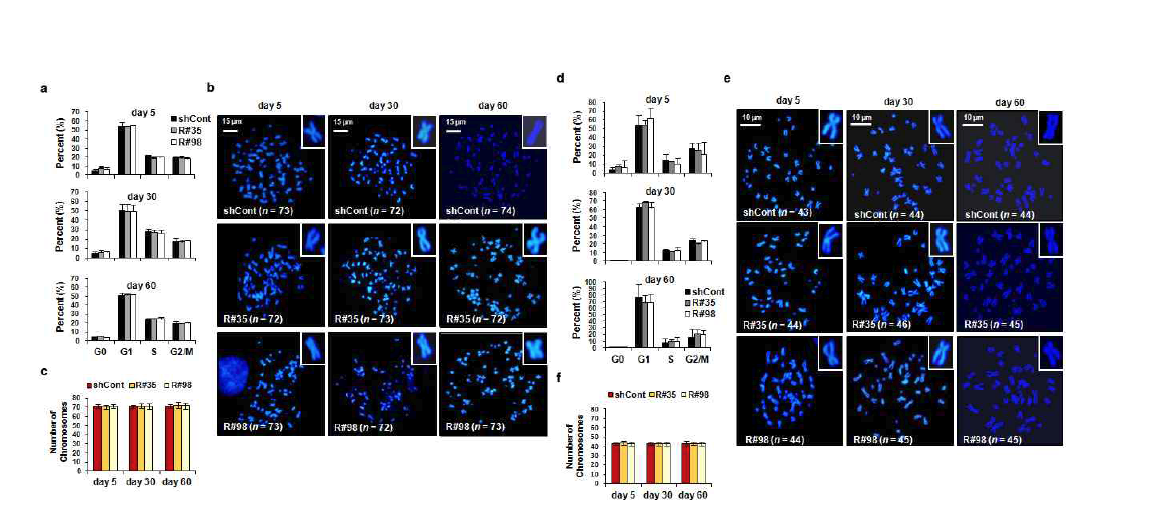 Stable하게 유지되는 Rad21-KD SNU16과 HCT116 세포주를 대상으로 Cell cycle, mitotic chromosome 모양 변이 및 전체 크로모좀 수 변이를 확인한 결과 이상이 없음을 확인함.