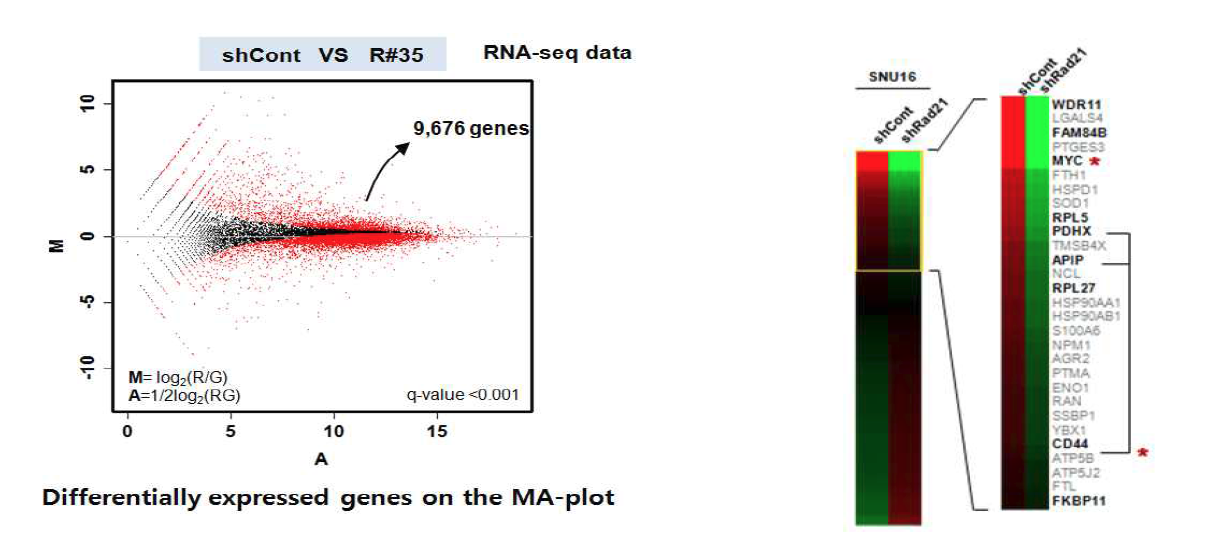 Rad21-Knockdown에 의해서 발현이 증가하거나 감소하는 유전자군을 확보하였으며, 그중 가장 많은 변화를 보이는 유전자들을 나열하였음.