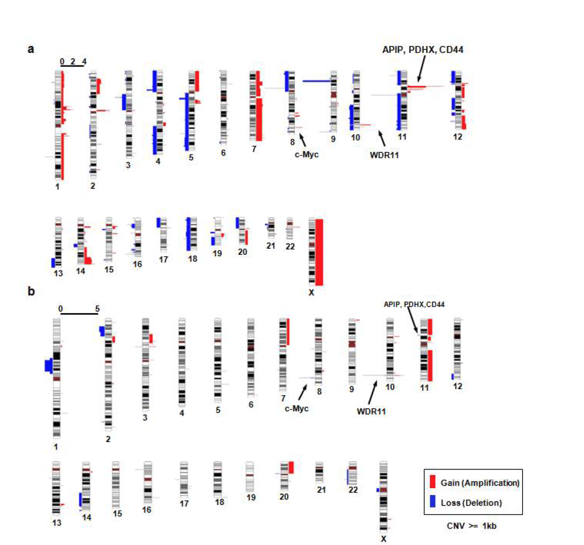 (a) Normal gDNA와 SNU16 세포주의 array CGH를 시행한 결과. (b) Control 과 Rad21-knockdown SNU16 세포주의 array-CGH 결과 (gene amplification, 빨간색; gene deletion, 파란색).