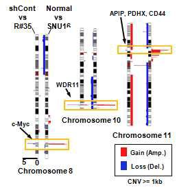 array-CGH를 통하여 얻은 Rad21-knockdown에 의한 Chromosome 8번, 10번, 11번에 생기는 gene amplification의 감소 결과.