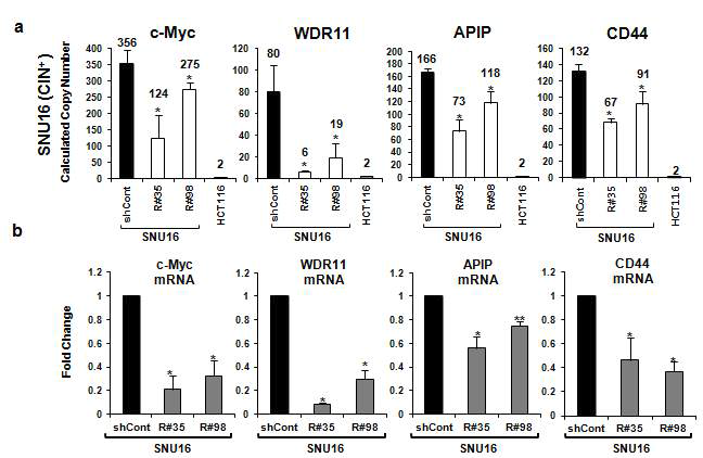 (a) SNU16 세포주를 대상으로, high level amplification 현상을 보이는 c-Myc, WDR11, APIP/PDHX/CD44의 DNA copy number가 Rad21-knockdown에 의해서 감소함을 CNV assay를 통하여 확인함.