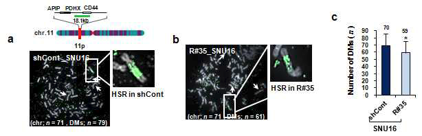 FISH assay를 통하여 HSR (Homogeneously Staining Region)과 DM (double minutes) 형태의 gene amplification 양상을 보이는 APIP/PDHX/CD44 locus의 변이를 (a) control 세포주와 (b) Rad21-knockdown SNU16 세포주에서 확인함. (c) control 세포주와 Rad21-knockdown SNU16 세포주의 전체 DM (double minutes) 개수를 표시하였음.