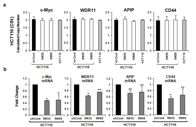 (a) HCT116 세포주를 대상으로 c-Myc, WDR11, APIP/PDHX/CD44의 DNA copy number가 Rad21-knockdown에 의해서 변화하지 않음을 CNV assay를 통하여 확인함.