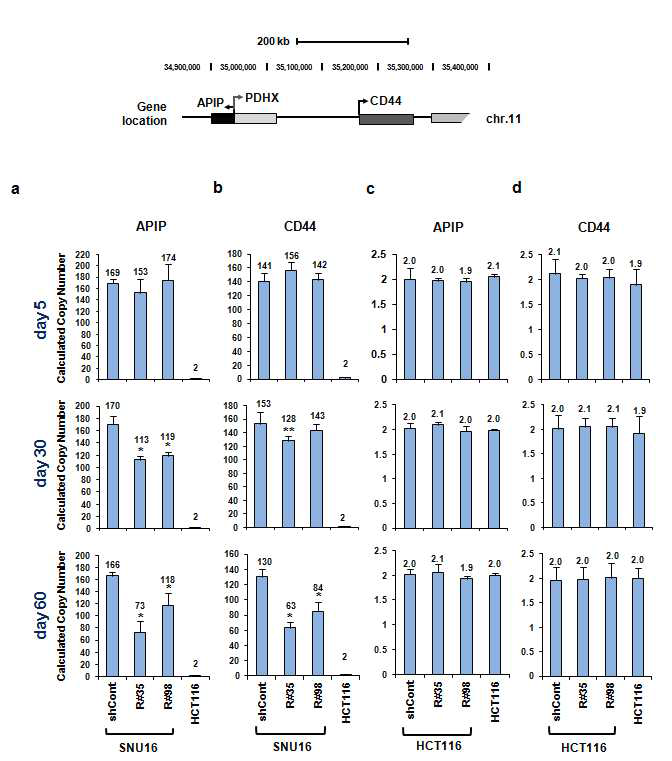 SNU16과 HCT116 세포주를 대상으로 lentiviral shRad21을 transduction 시킨 후, Day-dependent하게 APIP와 CD44 유전자의 DNA copy number 변화를 CNV assay를 통하여 확인함.