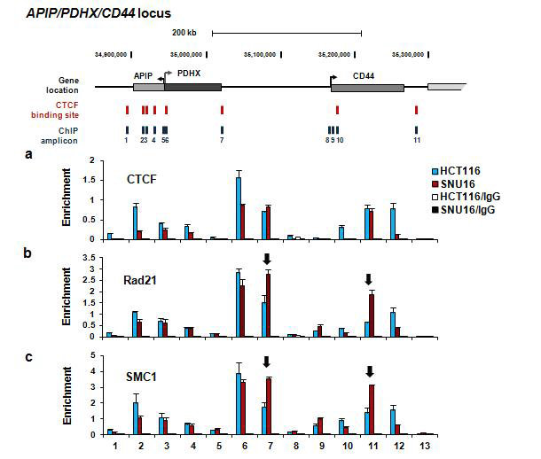 CIN+ SNU16 세포주와 CIN- HCT116 세포주를 대상으로 ChIP assay를 수행하여 CTCF, Rad21과 SMC1 단백질이 APIP/PDHX/CD44 locus에 결합하는 정도를 확인함.
