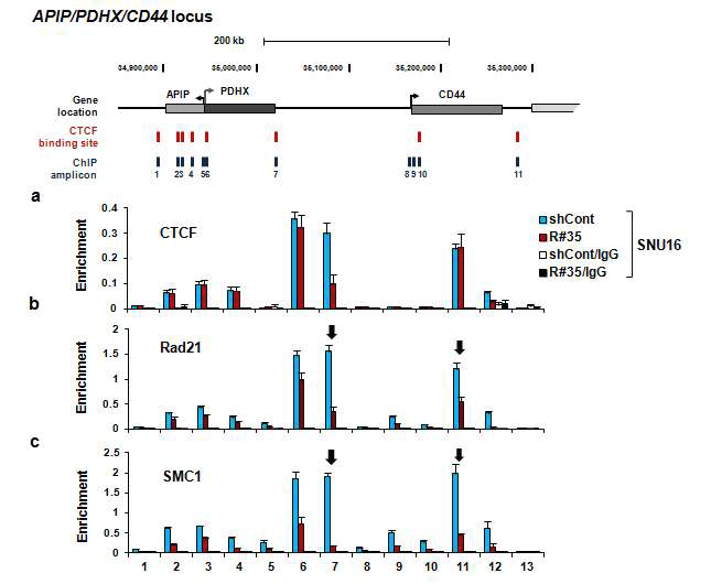 Control 과 Rad21-KD SNU16 세포주를 대상으로 ChIP assay를 수행하여 CTCF, Rad21, SMC1 단백질이 APIP/PDHX/CD44 locus에 결합하는 정도를 확인함.