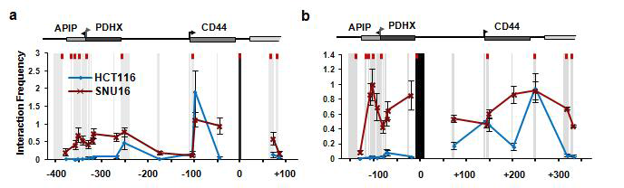 Chromosome Conformation Capture assay (3C assay)를 수행하여, APIP/PDHX/CD44 locus의 DNA amplification을 보이는 CIN+ SNU16 세포주와 DNA amplification이 없는 CIN- HCT116 세포주의 chromatin looping structure 구조 차이를 분석함.