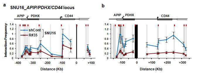 Control과 Rad21-KD SNU16 세포주를 대상으로 3C assay를 수행하여, cohesin molecule간의 강한 형 태의 chromatin looping structure가 cohesin molecule 감소에 따라 약해지는 것을 확인함.