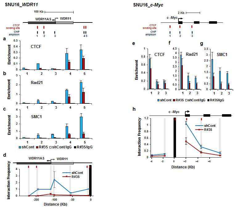 ChIP assay와 3C assay를 통하여, SNU16 세포주에서 amplification 되어 있는 WDR11과 c-Myc 유전 자의 chromatin looping structure 형성과 Cohesin molecule의 상관관계 규명.