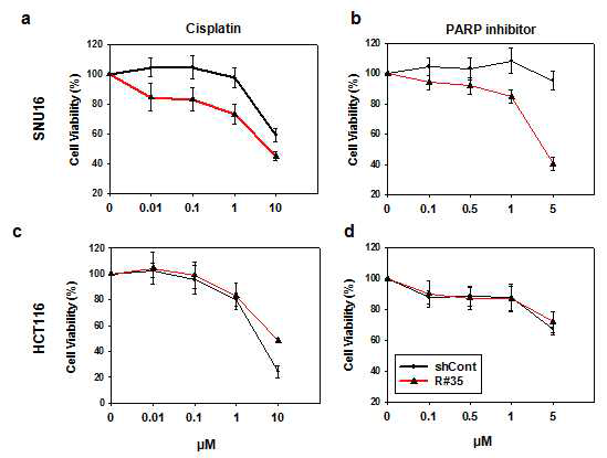 CIN+ SNU16 세포주와 CIN- HCT116 세포주를 대상으로 Cohesin molecule의 발현을 저해시킨 후, cisplatin 과 PARP inhibitor에 대한 항암제 감수성 차이 분석.