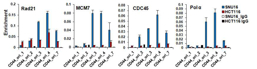 amplified APIP/PDHX/CD44 region을 가지는 세포주 SNU16과 amplification이 없는 HCT116 세포주에서 DNA replication factory의 결합정도를 ChIP assay로 확인.