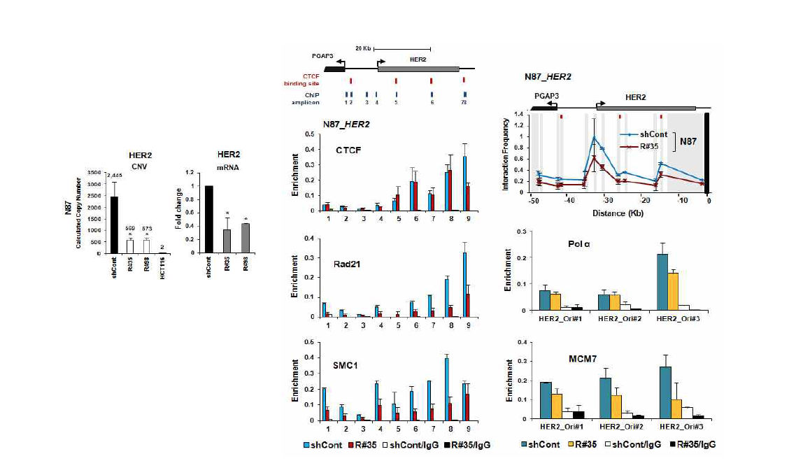 Rad21-Knockdown N87 (CIN+세포주)에서의 HER2 유전자 copy감소 확인