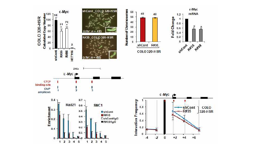 CIN+세포주인 Colo320-HSR에 Rad21-Knockdown 후, chromatin structure 변화에 따른 amplified c-Myc gene copy number감소